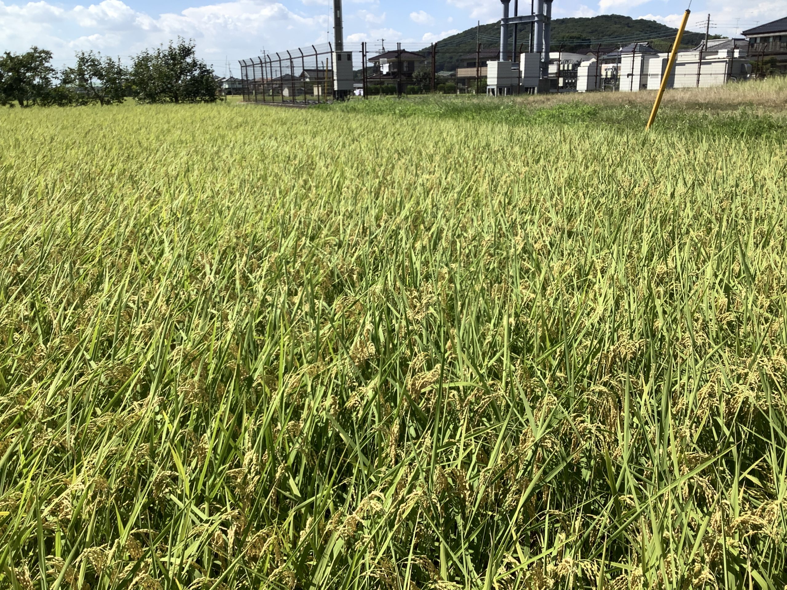お米 – 今年も間も無く収穫